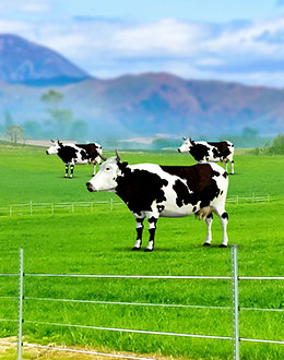 經(jīng)驗(yàn)豐富